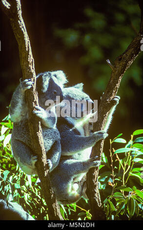 The koala (Phascolarctos Cinereus, often inaccurately referred to as the 'koala bear') is an arboreal herbivorous marsupial, native to Australia. The koala is found in coastal areas of the mainland Australia's eastern and southern regions, inhabiting Queensland, New South Wales, Victoria and South Australia. Pictured: two koalas resting on tree branches. Stock Photo