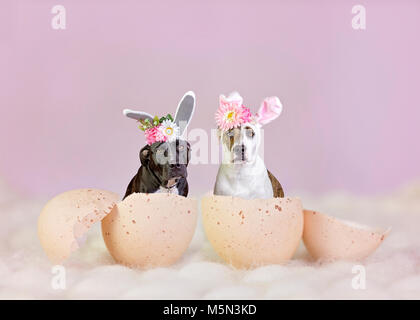 Easter dogs dressed as bunnies in egg shells Stock Photo