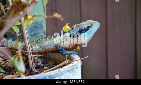 An Australian Eastern Water Dragon  (Intellagama lesueurii) in a garden pot plant Stock Photo