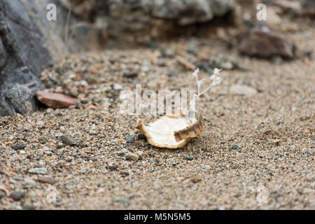 Partial tortoise shell found in Wilson Canyon . Stock Photo