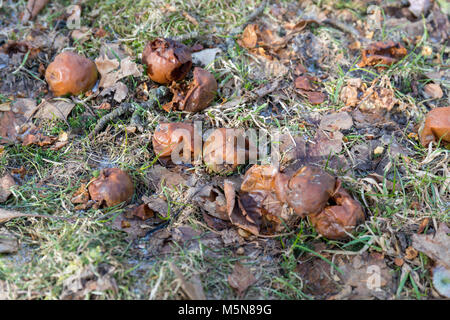 Apples on the ground; February; Nellemann's Garden, Saeby, Denmark Stock Photo