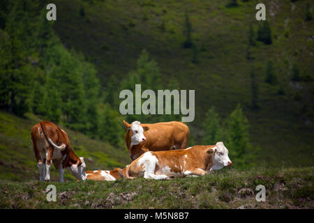 cow and cattle on mountain pasture in the Alps