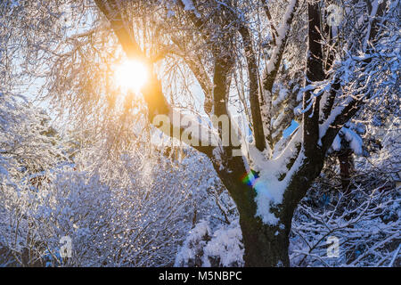 Snowy winter say in Vancouver, British Columbia, Canada. Stock Photo