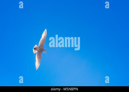 gull in flight Stock Photo