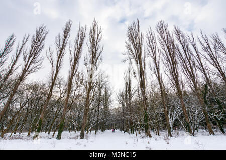 walking in winter park. snow covered walking path among tall leafless trees on a cloudy day Stock Photo