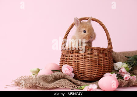 Easter bunny with flowers and eggs Stock Photo
