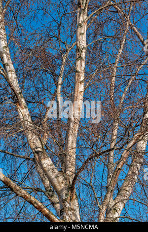 SILVER BIRCH TREE BETULA PENDULA IN WINTER WITH SILVER BARK AND CATKINS Stock Photo