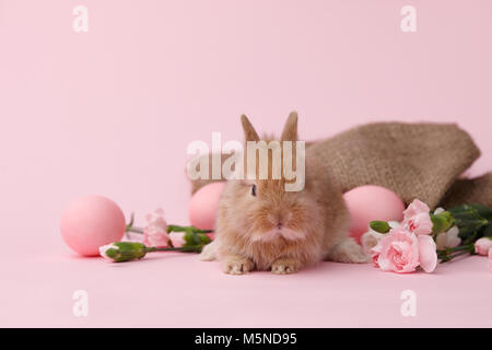 Easter bunny with flowers and eggs Stock Photo