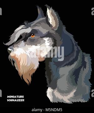 Colored portrait of Miniature Schnauzer isolated vector illustration on black background Stock Vector