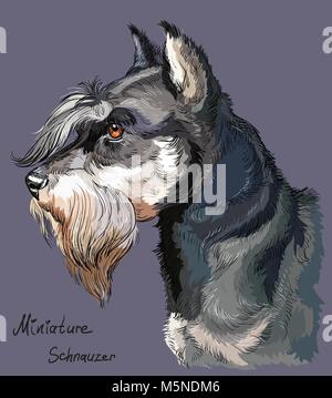 Miniature Schnauzer vector hand drawing illustration in different color isolated on purple background Stock Vector