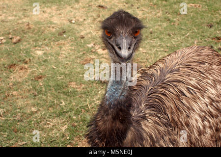 Close up of emu bird