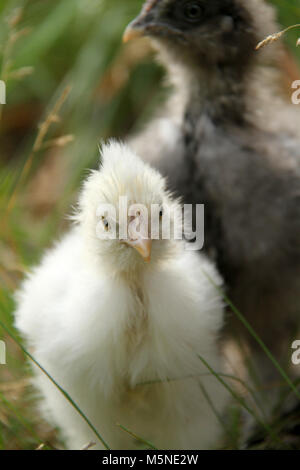 A pair of silkie chicks Stock Photo