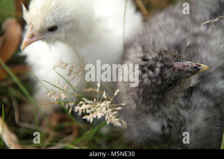 A pair of silkie chicks Stock Photo
