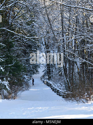 Snow covered trail through a forest in winter Stock Photo