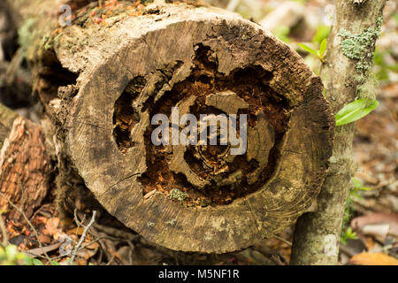 Close up of the cut end of a tree trunk showing damage from insects. Photographed with a shallow depth of field. Stock Photo