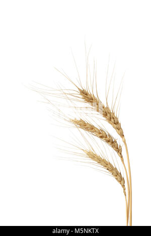 Three ears of wheat isolated on white background with clipping path Stock Photo