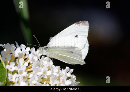 Small cabbage white butterfly Stock Photo