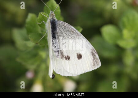 Small cabbage white butterfly Stock Photo