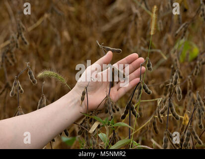 Woman's hand holding soybean pods ready to harvest Stock Photo