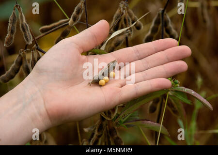 Woman's hand holding soybean pods ready to harvest Stock Photo