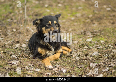 Portrait of old, wise stray dog on the street Stock Photo