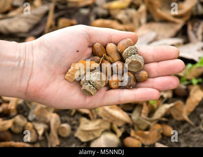 Young woman's hand holding a handful of acorns Stock Photo