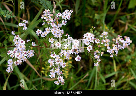 Yarrow Achillea millefolium Aster family (Asteraceae) wild Illinois flower Stock Photo