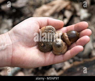 Young woman's hand holding a handful of acorns Stock Photo