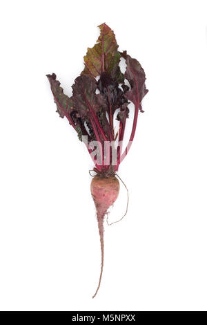 Beetroot on a white background Stock Photo