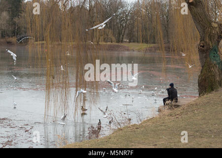 Magdeburg, Germany - February 25,2018: A hobby photographer takes pictures of seagulls and ducks looking for food on the frozen lake in the city park  Stock Photo
