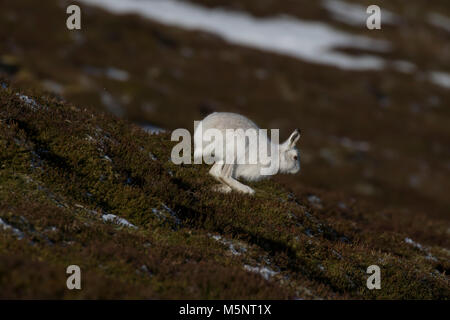 mountain hare, Lepus timidus, winter coat, moult against heather sitting and running on a mountain in the cairngorms national park, scotland Stock Photo