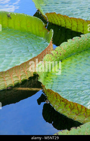 Victoria cruziana aquatic water plant with giant leaves Pantanal Brazil Stock Photo