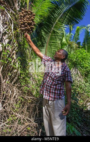Belizean picking palm tree fruit in Altun Ha temple jungle Stock Photo