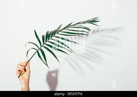 Palm branch in female hand on white background in bright light Stock Photo