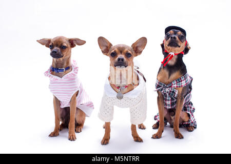 Three funny little dogs in studio. Stock Photo