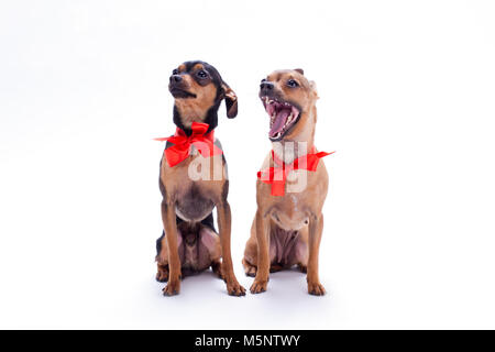 Russian toy-terrier and chihuahua in red bows. Stock Photo