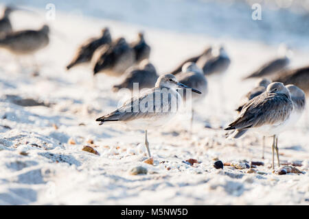 Willet (Tringa semipalmata) Resting on a White Sand Rocky Beach in Mexico Stock Photo