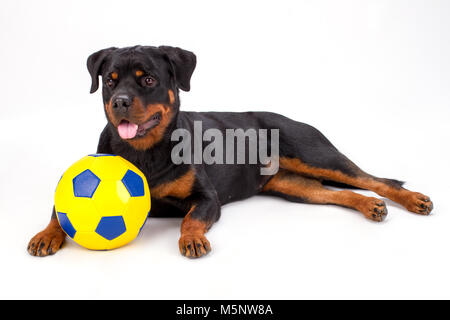 Adorable young rottweiler with soccer ball. Stock Photo