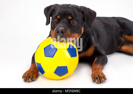 Close up portrait rottweiler with soccer ball. Stock Photo