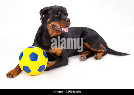 Beautiful rottweiler dog with soccer ball. Stock Photo