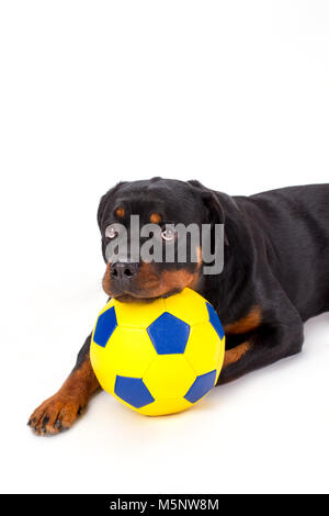 Lovely rottweiler puppy with soccer ball. Stock Photo