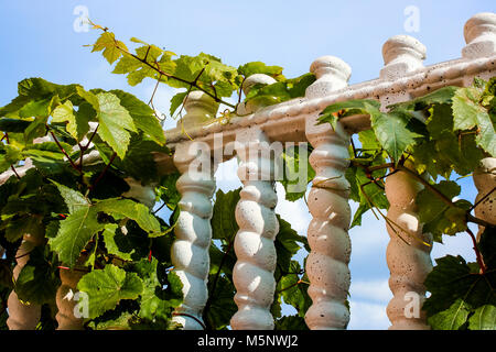 Green grape leaves wrapped around white picket fence Stock Photo
