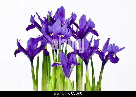 A beautiful vibrant Iris (Iris germanica) on a white background Stock Photo