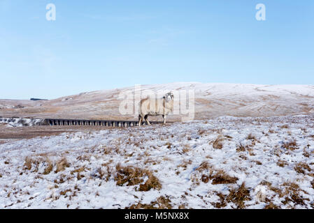 A Swaledale sheep in a snowy landscape near Ribblehead Viaduct, Ingleton, Yorkshire Dales National Park, UK Stock Photo