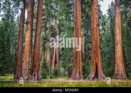 Giant sequoia trees, also known as giant redwoods or Sierra redwoods, on a sunny day with green meadows in summer, Sequoia National Park, California Stock Photo