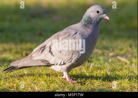 Norfolk , England , Uk. 25th February 2018. A Stock Dove (Columba oenas) feeding in freezing conditions in a Norfolk garden. Credit: Tim Oram/Alamy Live News Stock Photo