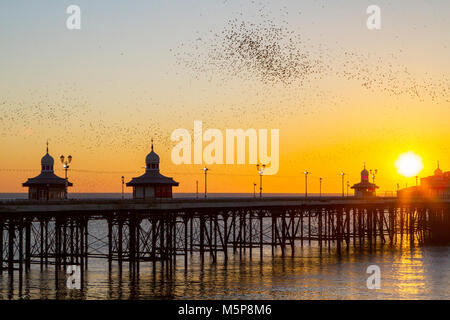 Flock fly animal starling flight swarm bird dusk murmuration at Blackpool north pier, roost birds flying starlings roosting murmuring roosting murmurations over the sea in the UK. Stock Photo