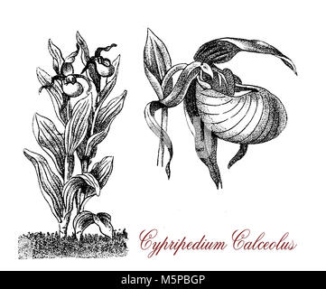 Vintage engraving of cypripedium calceolus or lady's-slipper, orchid plant with beautiful yellow flowers, endangered species Stock Photo