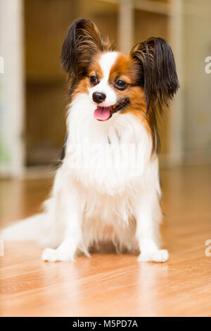 The Papillon dog sits contentedly on the floor with his tongue out Stock Photo