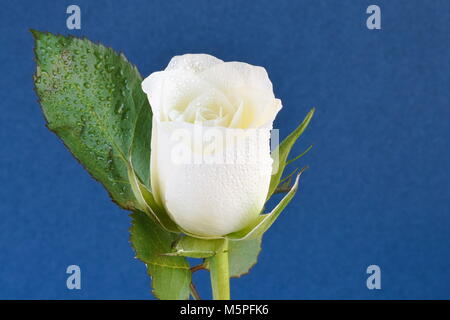 Close-up of single white rose with water drops on petals against a dark blue background Stock Photo